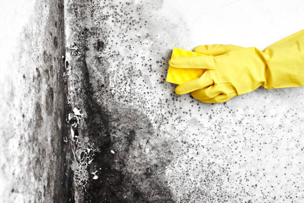 Best Mold Damage Repair  in Dunnellon, FL