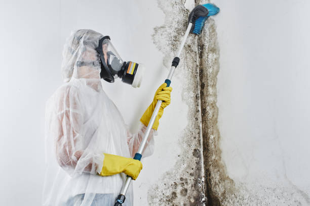 Best Mold Testing  in Dunnellon, FL