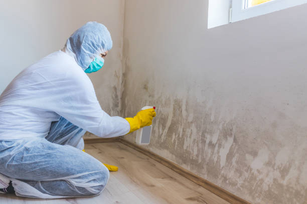 Mold Removal and Inspection in Dunnellon, FL