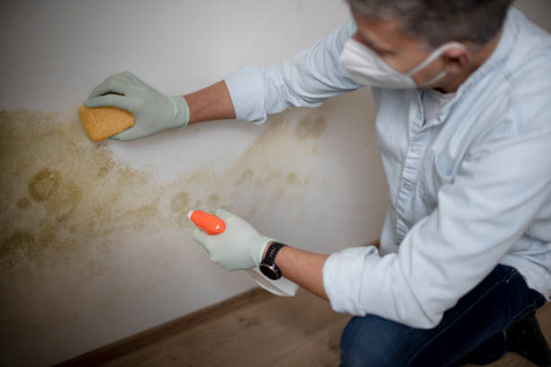 Professional Mold Removal in Dunnellon, FL