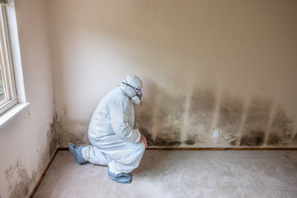 Best Fast Mold Removal  in Dunnellon, FL