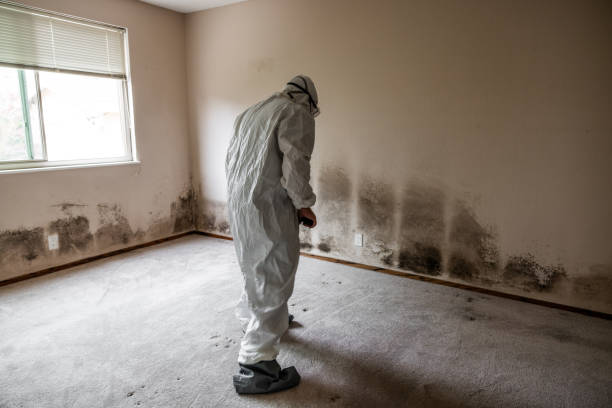 Best Home Mold Removal  in Dunnellon, FL
