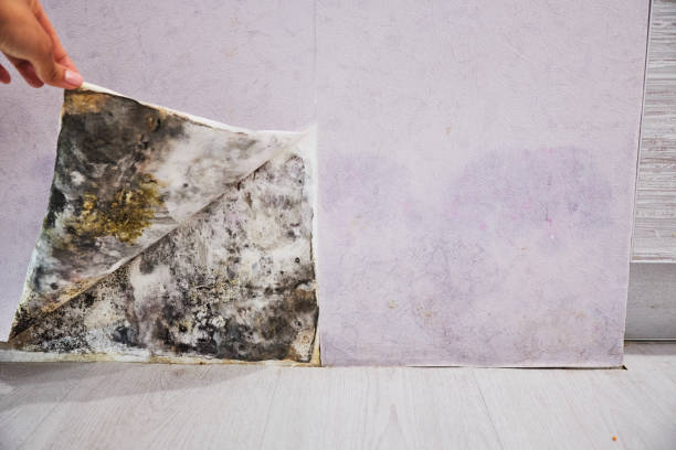 Mold Testing and Removal in Dunnellon, FL